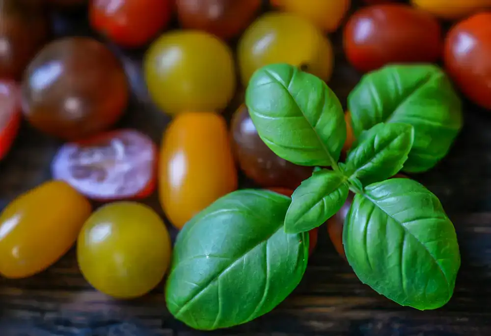 Fresh tomatoes and basil